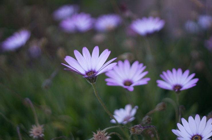 19300375304_20bb5314c5_b