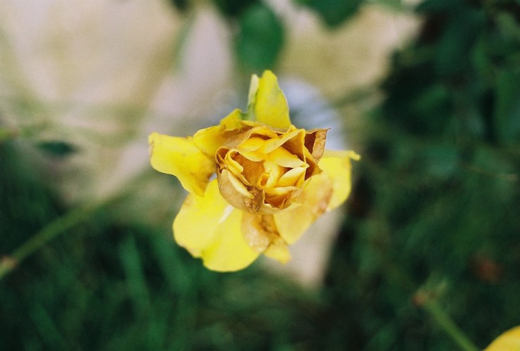 24889403801_c314b45494_b