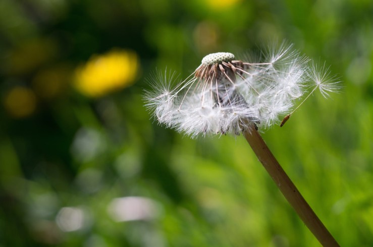 33147143733_741bea0f5e_b