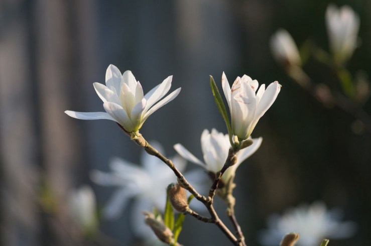 33487254412_8e8e5401d8_b