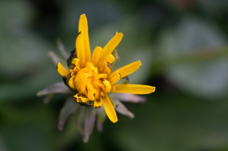 33494712730_97ba0b2b0f_b