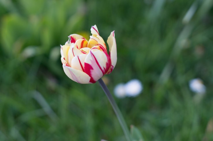 34055388425_93b9e3c72d_b