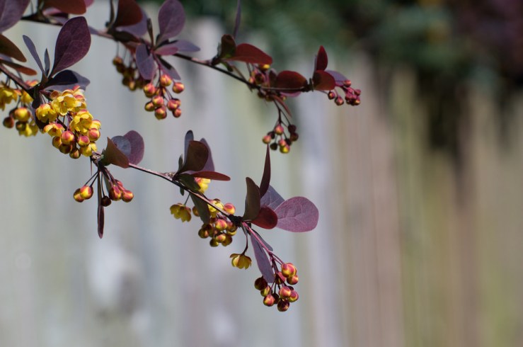 34103277286_46d1679747_b