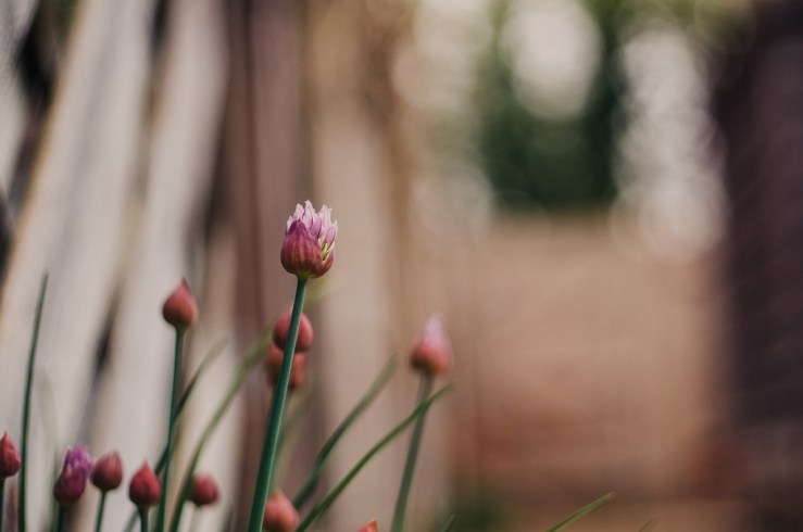 34148683262_6f1241be09_b