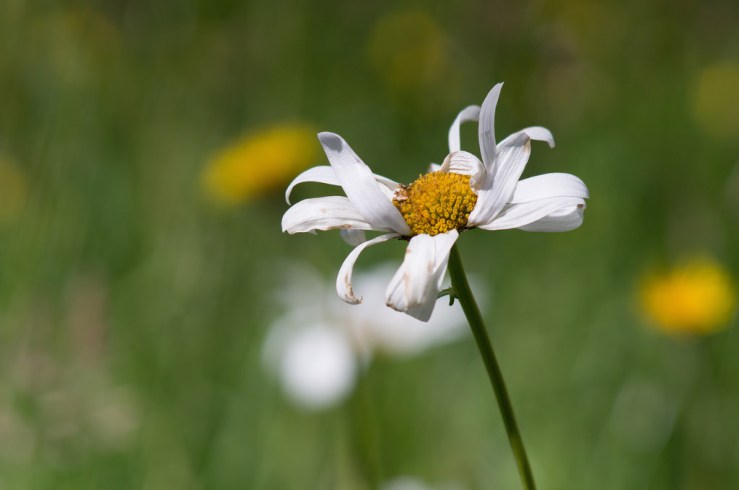 27862547212_3bd8ed45eb_b1