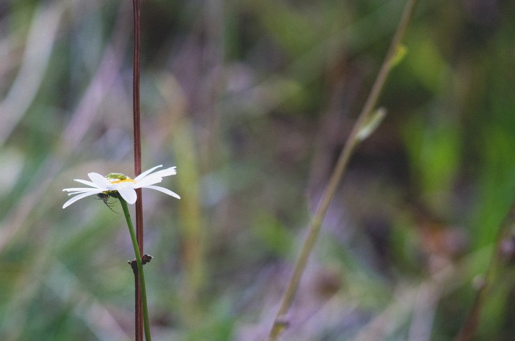 32051939641_bc078b2232_b