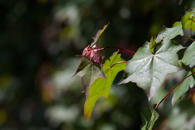 33768701243_afc3e61511_b