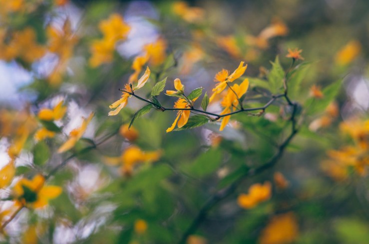 33994743511_9ae79e46cf_b