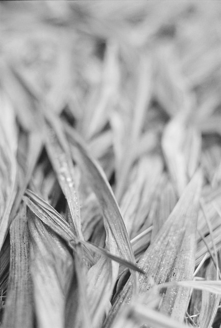 34695057131_2820173868_z