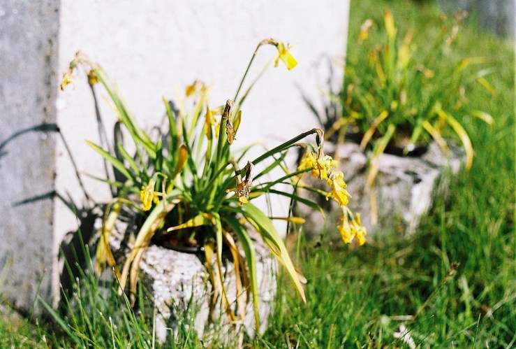 26968663256_bfac4a1703_c