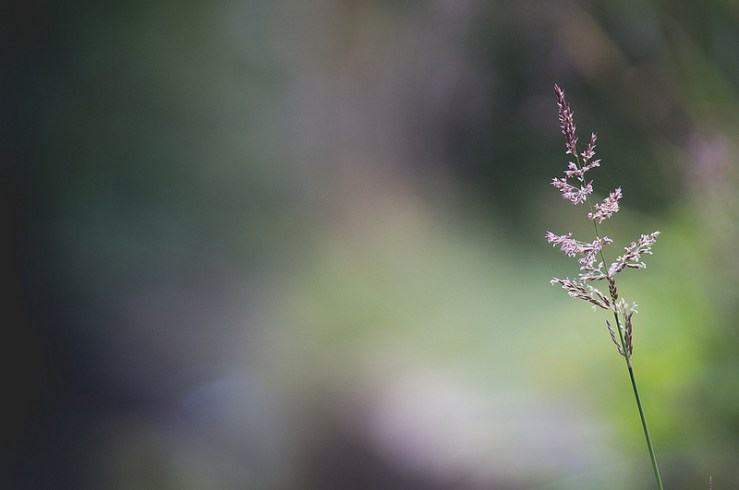 31795124490_8317a350a9_c