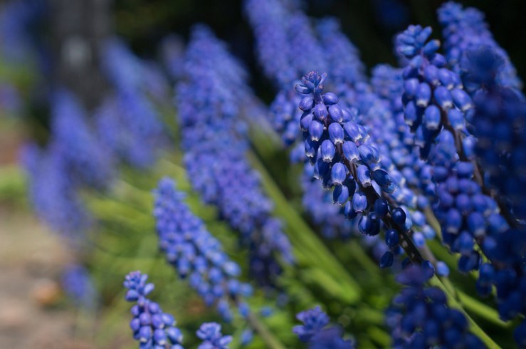 33899544525_053a89c6aa_c