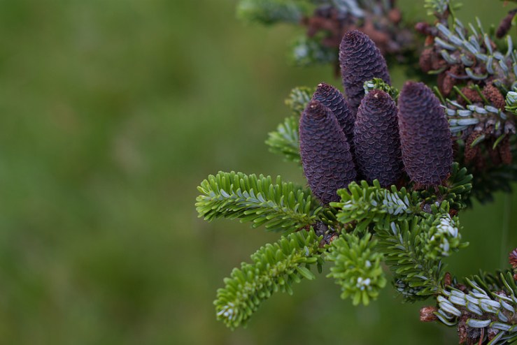 34221861104_197d05df18_c