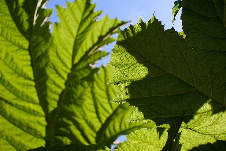 34363330263_aa360d1ae3_c