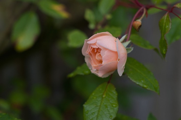 34385667753_61320afacf_c