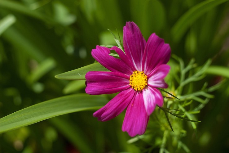 34479168043_100feebfd4_c