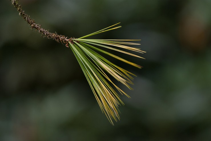 34542545740_d101d35a13_c