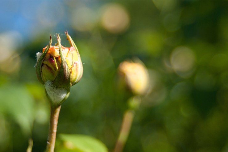 34778759381_75921f75e2_c