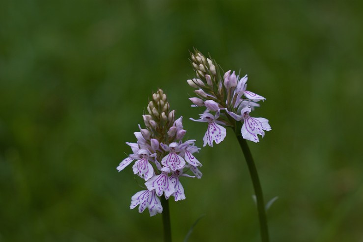 34837003801_1dcb2dce5f_c