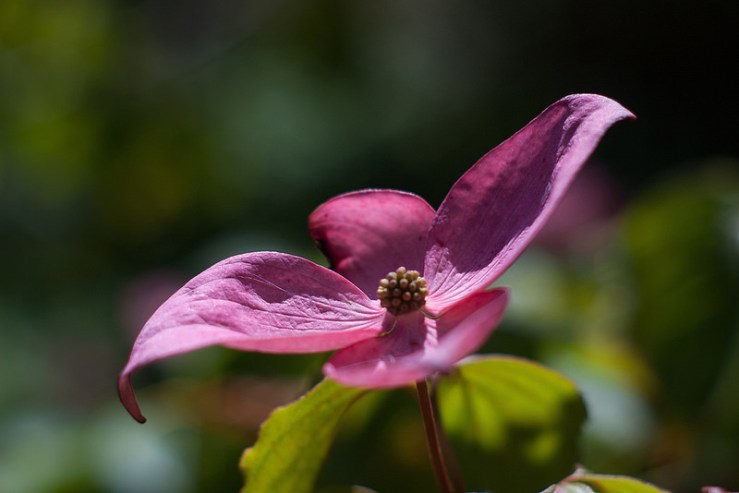 34879979640_1750f568ec_c