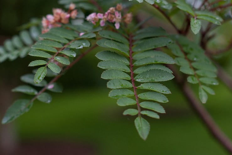 34969236155_52c4b76d83_c