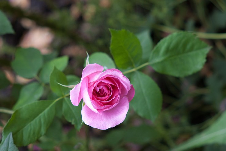 35089762821_53c6e8c37c_c