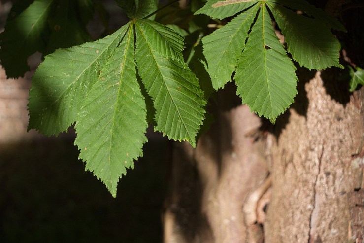 35162281982_dee5e82103_c