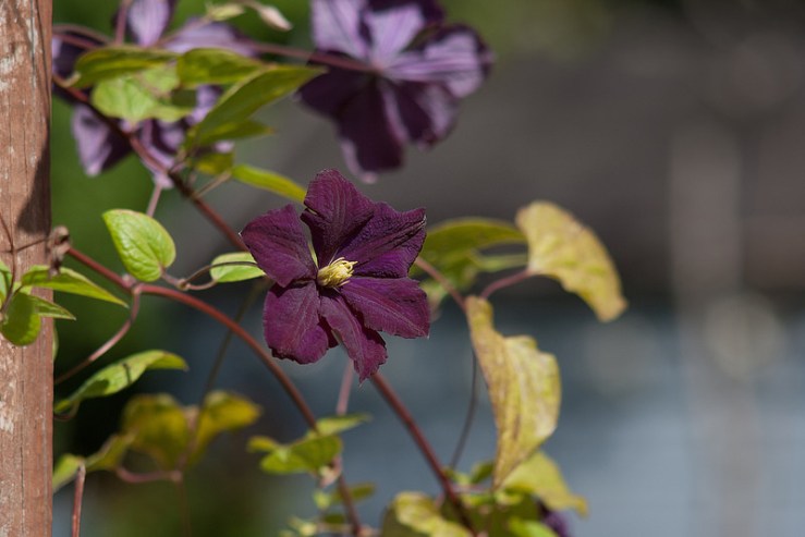 35162895486_d4362f41e8_c