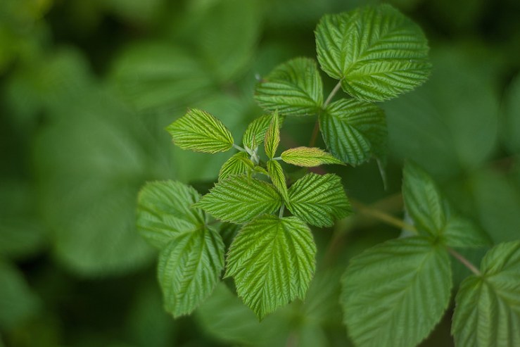 35450965145_841de694c5_c