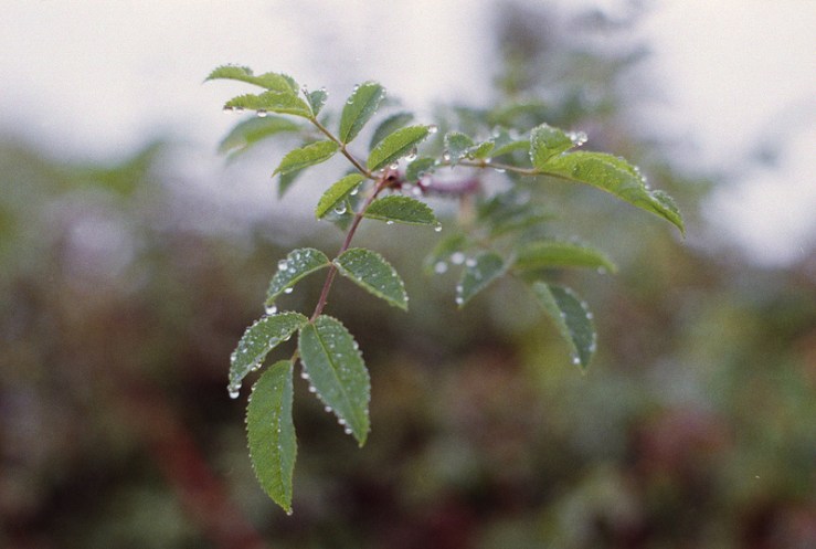 9776151882_b81074b16c_c1