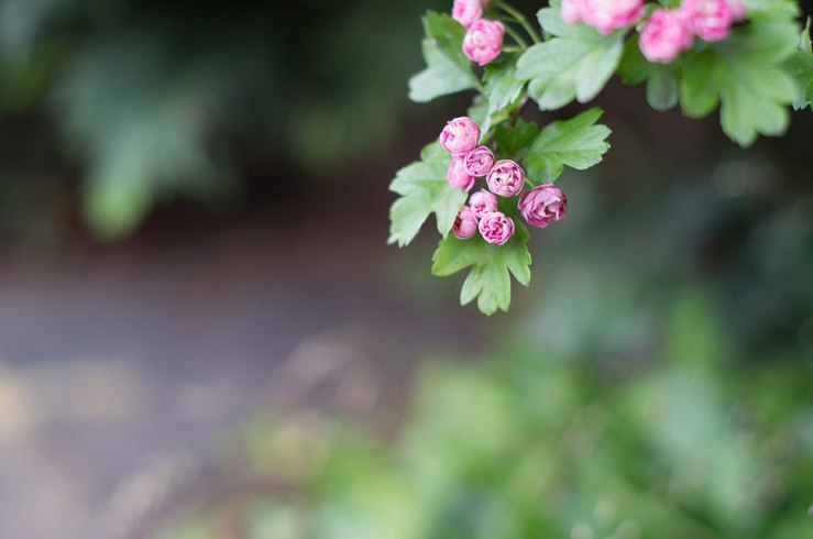 18207210179_8106b2b758_c