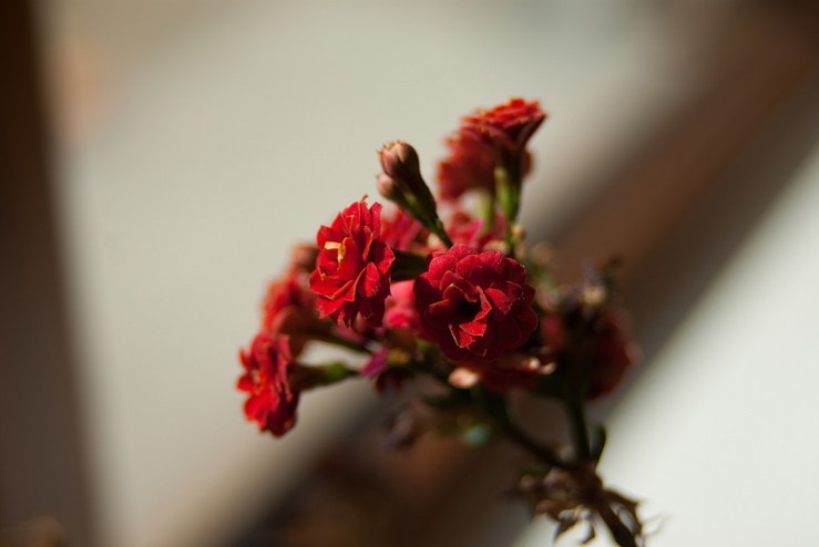 34648319911_76151e84e9_c