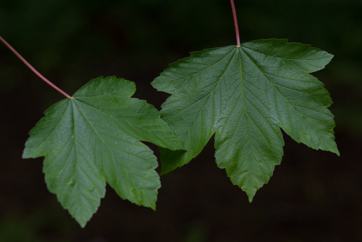 34720510885_7f2cae07c7_c