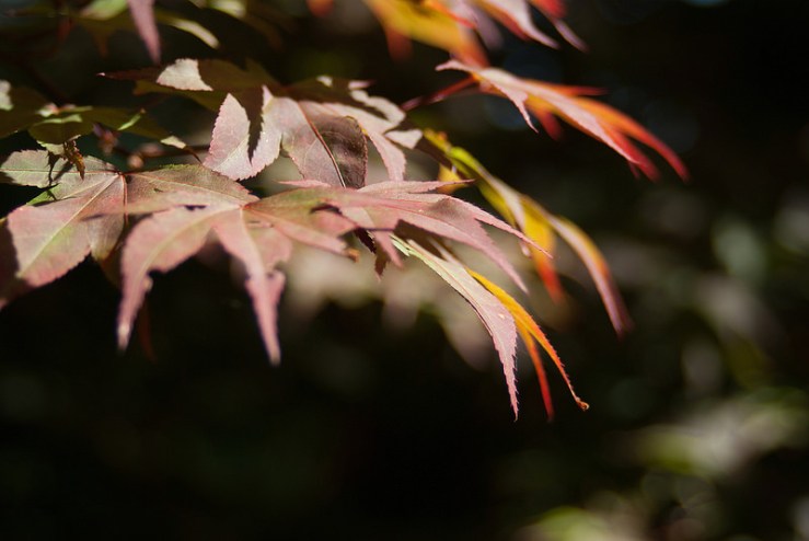 34931864002_8d08089e09_c