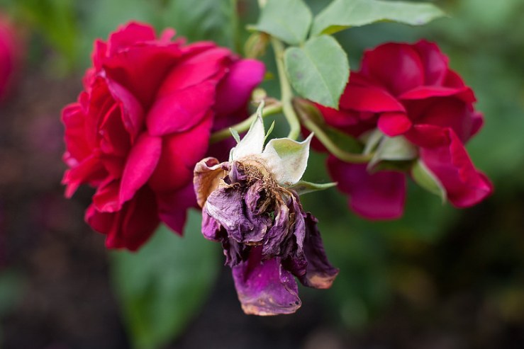 34991592823_90e3d2c501_c