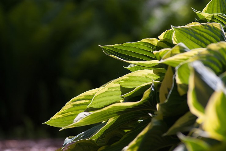 35003624264_a2b82ea852_c