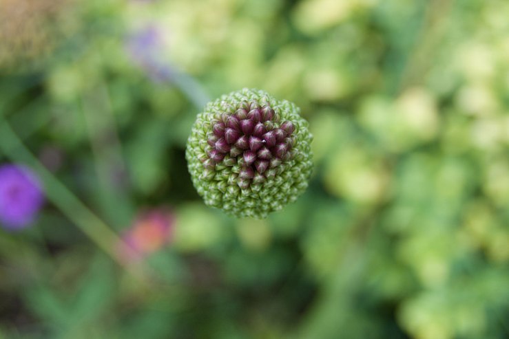 35267369340_53c3b81b3c_c1