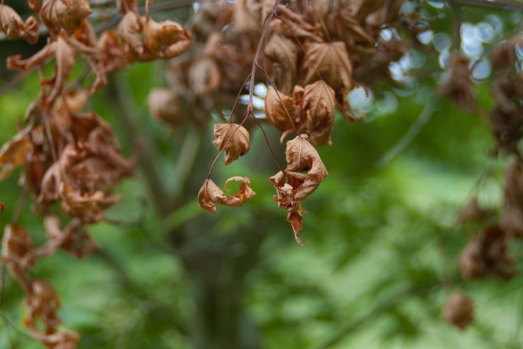 35267369740_f6557a10dc_c