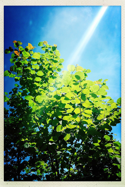 35289890050_3f0ec99493_z