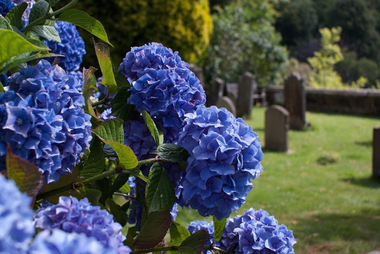 35333010093_271a5f8533_c