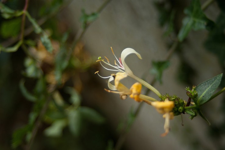 35420322113_ae04182b7e_c