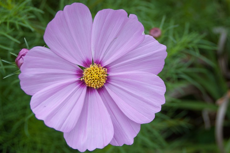 35485875052_e329abd1b0_c