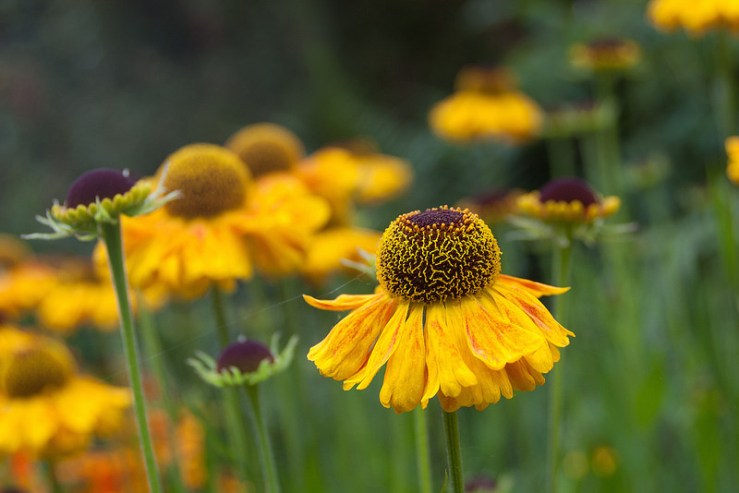 35485875672_23b69581ce_c