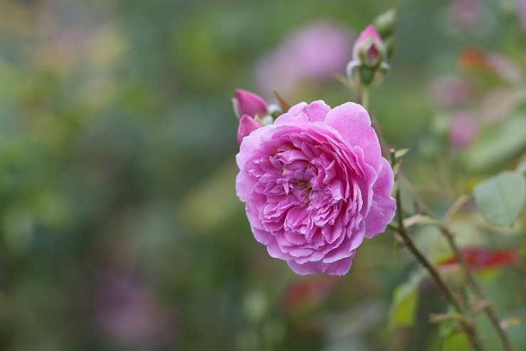 35568816881_1021dcce51_c