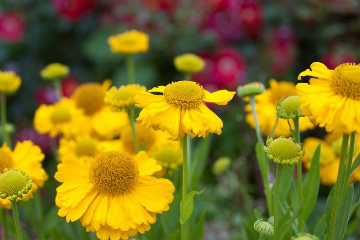 35614895456_c58f6ca3fe_c1