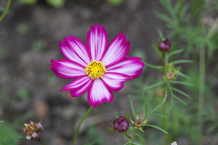 35614895826_7b86c3ed36_c