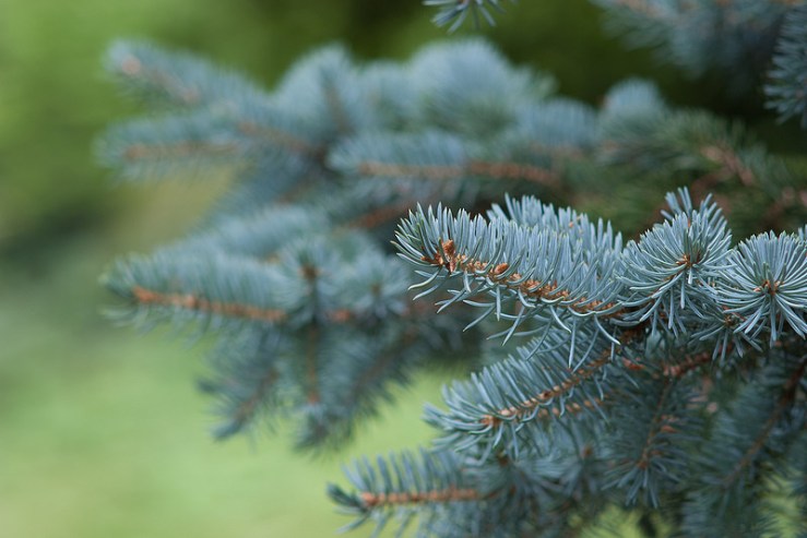 35699405805_427cde850b_c