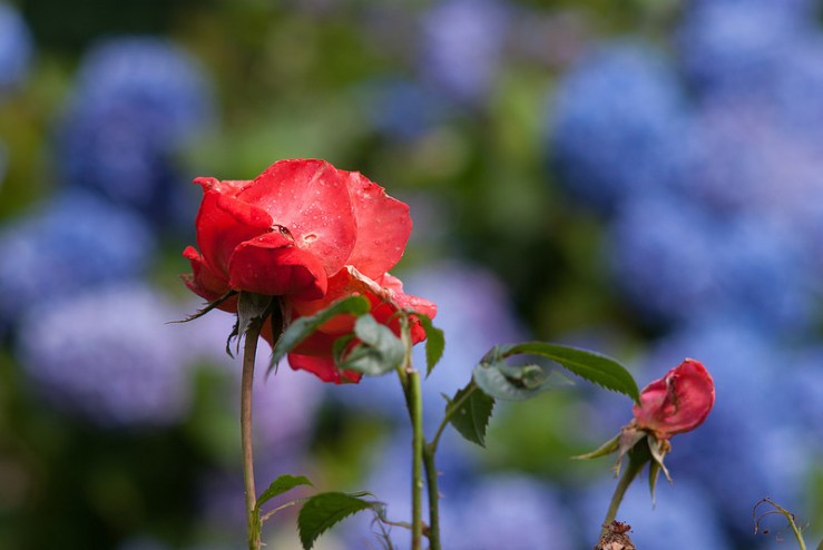 36114033195_3c12edb03e_c