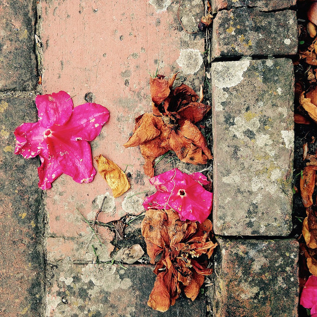 18088782522_e5852e881d_z