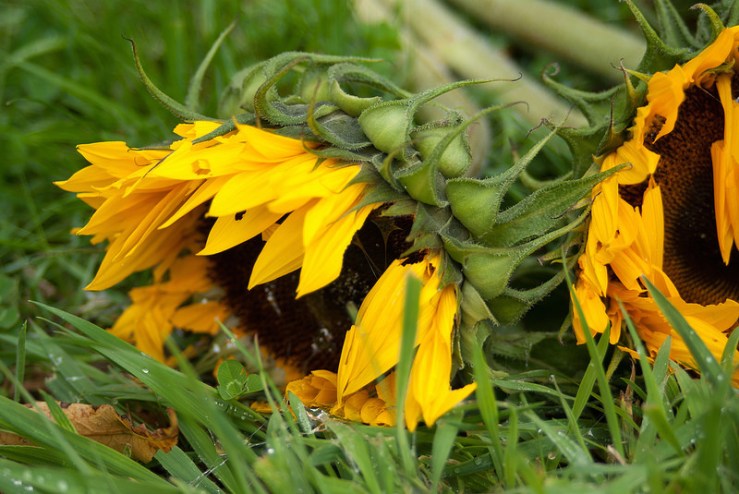 36207943195_73e25cff11_c